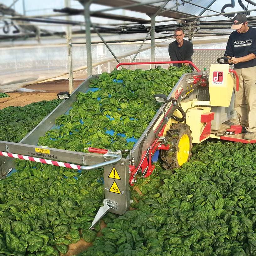 Spinach harvester FR 38 - De Pietri
