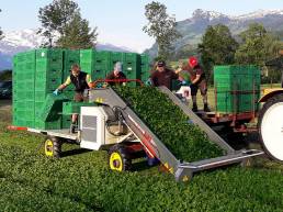 Spinach harvester FR 60 - DE PIETRI