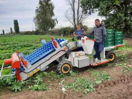 Electric lettuce harvester FR38 ECO - DE PIETRI