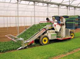 Electric spinach harvester FR38 ECO - DE PIETRI