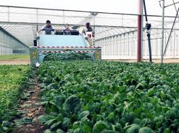 Electric spinach harvester FR38 ECO - DE PIETRI