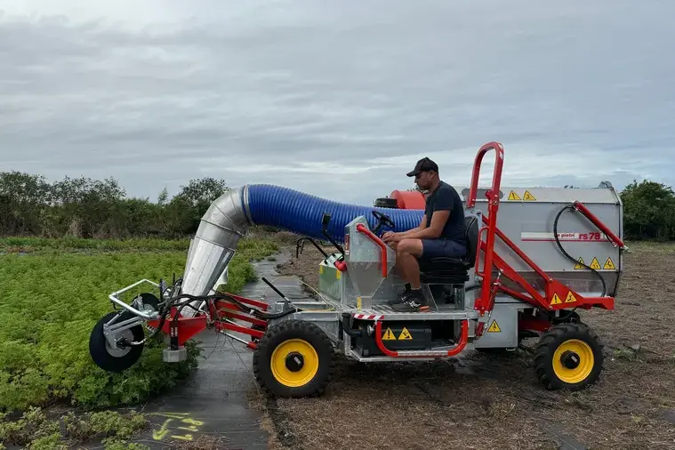 Macchina taglia gerani in azione