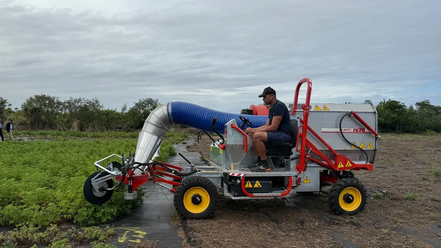 Macchina taglia gerani in azione